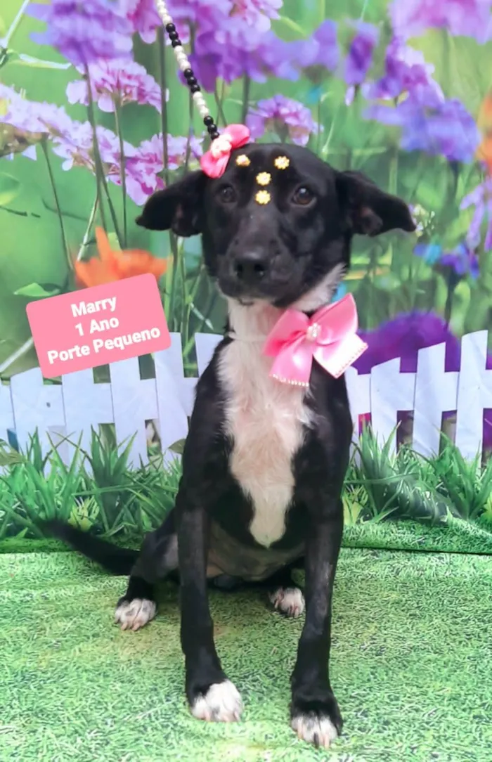 Cachorro raça SRD-ViraLata idade 1 ano nome Marry 