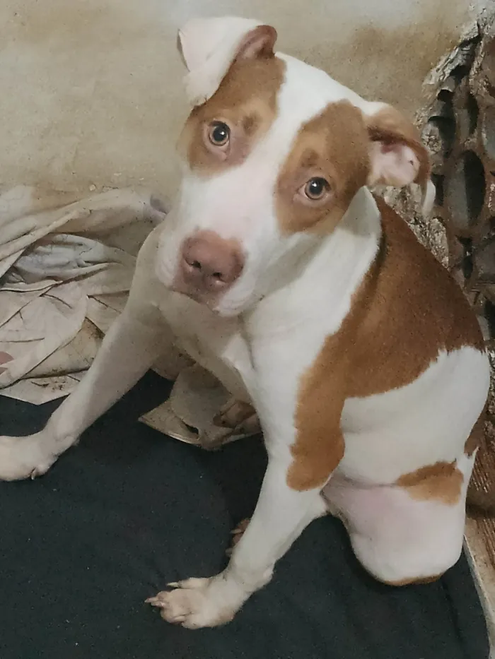 Cachorro ra a Pit-Bull idade 2 a 6 meses nome Nina