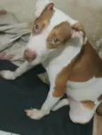 Nina