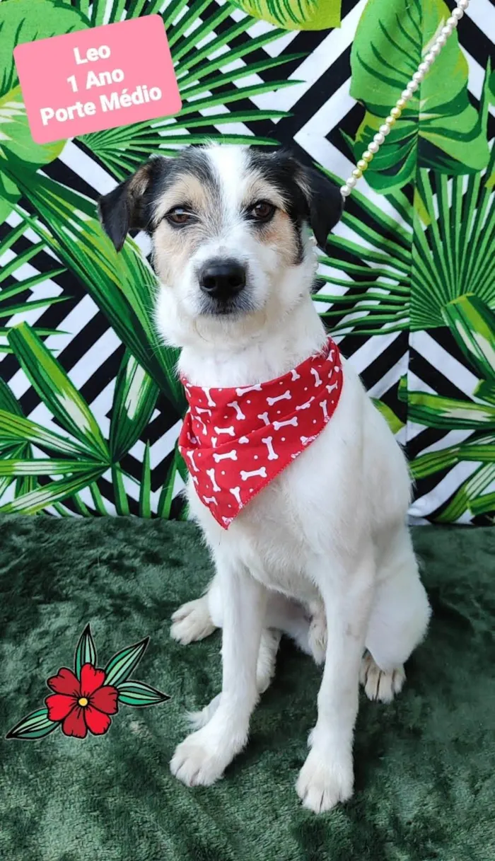 Cachorro raça SRD-ViraLata idade 1 ano nome Leo 