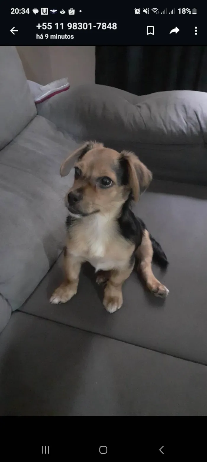 Cachorro raça Srd idade 2 a 6 meses nome Marley