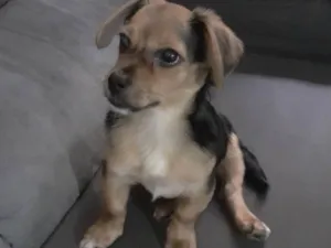 Cachorro raça Srd idade 2 a 6 meses nome Marley