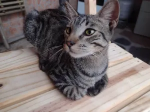 Gato raça SRD-ViraLata idade 7 a 11 meses nome TIGRÃO