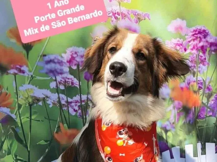Cachorro raça São Bernardo  idade 1 ano nome Behm 