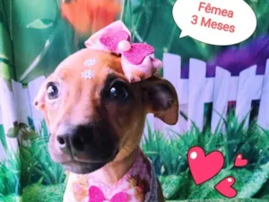 Cachorro raça SRD-ViraLata idade 2 a 6 meses nome Lulu