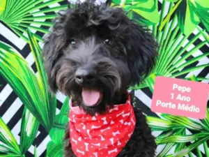 Cachorro raça SRD-ViraLata idade 1 ano nome Pepe