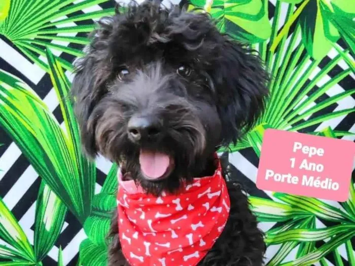 Cachorro raça SRD-ViraLata idade 1 ano nome Pepe