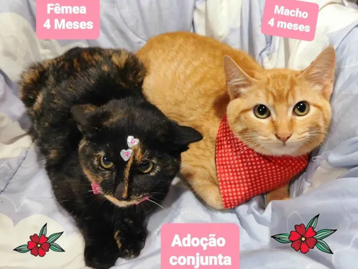 Gato raça SRD-ViraLata idade 2 a 6 meses nome Baby e bob