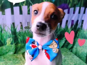 Cachorro raça SRD-ViraLata idade 2 a 6 meses nome Yago