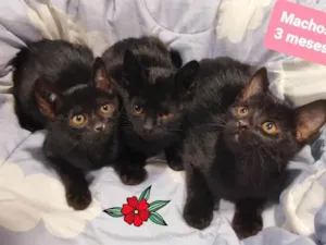 Gato raça SRD-ViraLata idade 2 a 6 meses nome Gatos 