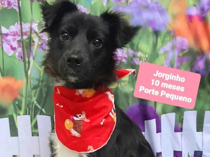 Cachorro raça SRD-ViraLata idade 7 a 11 meses nome Jorginho