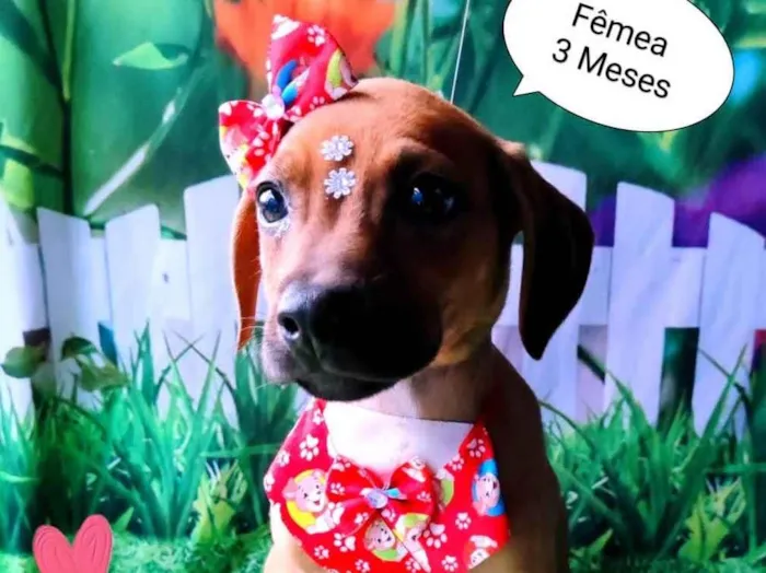 Cachorro raça SRD-ViraLata idade 2 a 6 meses nome Lessie