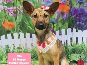 Cachorro raça SRD-ViraLata idade 2 a 6 meses nome Mia