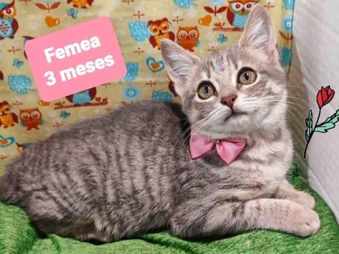 Gato raça SRD-ViraLata idade 2 a 6 meses nome Sofia