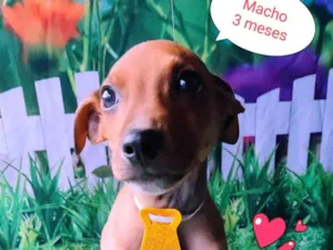 Cachorro raça SRD-ViraLata idade 2 a 6 meses nome Batman 