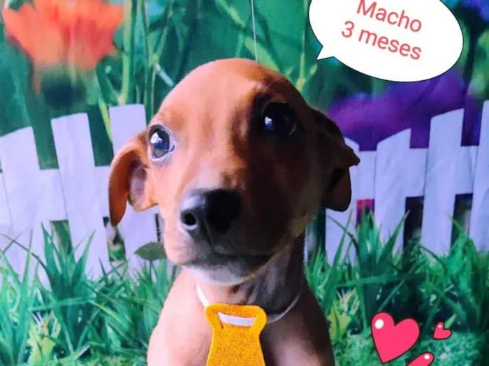 Cachorro raça SRD-ViraLata idade 2 a 6 meses nome Batman 