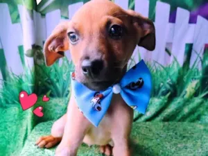 Cachorro raça SRD-ViraLata idade 2 a 6 meses nome Nick 