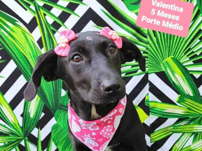Cachorro raça SRD-ViraLata idade 2 a 6 meses nome Valentina