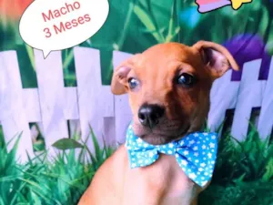 Cachorro raça SRD-ViraLata idade 2 a 6 meses nome Beto