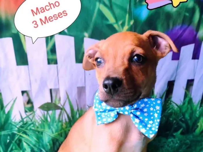 Cachorro raça SRD-ViraLata idade 2 a 6 meses nome Beto