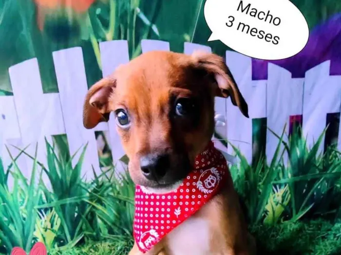 Cachorro raça SRD-ViraLata idade 2 a 6 meses nome Peter 