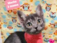 Gato raça SRD-ViraLata idade 2 a 6 meses nome Weber 
