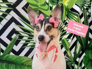 Cachorro raça SRD-ViraLata idade 2 anos nome Princesa 