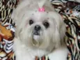 Belinha