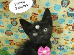 Gato raça SRD-ViraLata idade 2 a 6 meses nome Kiki