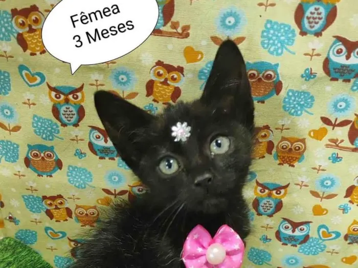 Gato raça SRD-ViraLata idade 2 a 6 meses nome Kiki