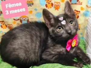 Gato raça SRD-ViraLata idade 2 a 6 meses nome Borboleta 