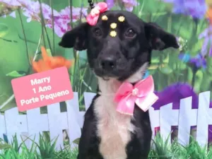Cachorro raça SRD-ViraLata idade 1 ano nome Marry 