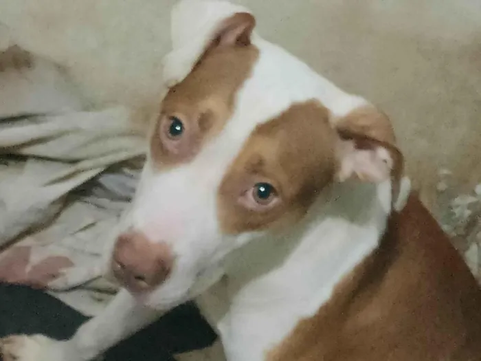 Cachorro ra a Pit-Bull idade 2 a 6 meses nome Nina