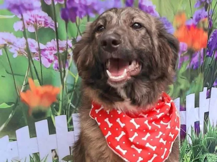 Cachorro raça SRD-ViraLata idade 1 ano nome Gael 