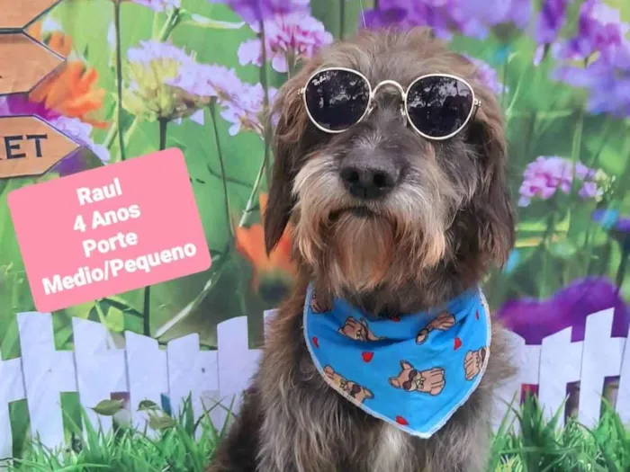 Cachorro raça SRD-ViraLata idade 4 anos nome Raul