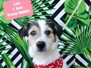 Cachorro raça SRD-ViraLata idade 1 ano nome Leo 