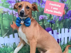 Cachorro raça SRD-ViraLata idade 1 ano nome Cestinha