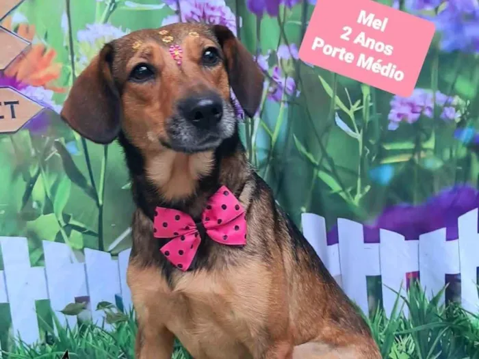 Cachorro raça SRD-ViraLata idade 2 anos nome Meel