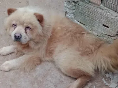 Cachorro raça Chow-chow  idade 2 anos nome Scooby-doo 