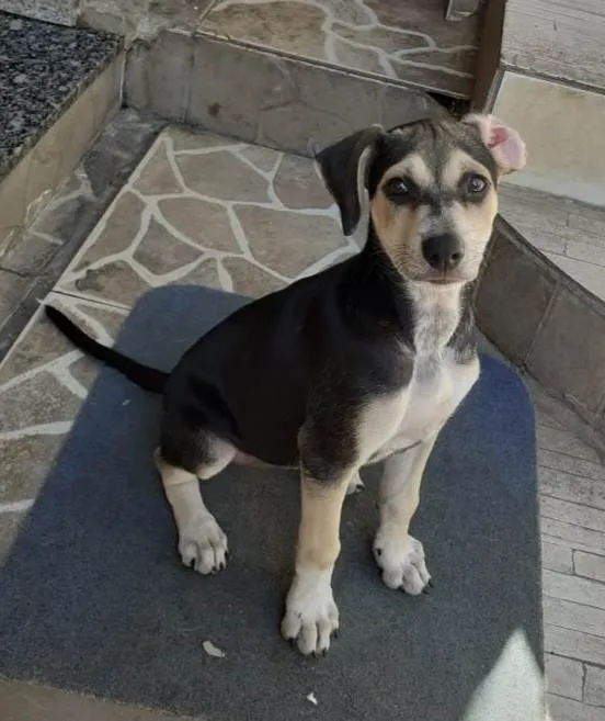 Cachorro ra a SRD-ViraLata idade 2 a 6 meses nome Tiffany
