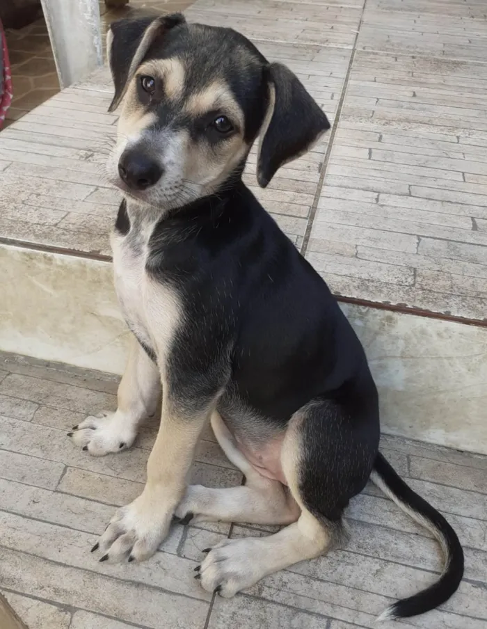 Cachorro ra a SRD-ViraLata idade 2 a 6 meses nome Tiffany