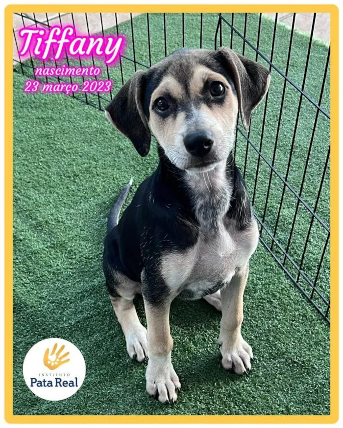 Cachorro ra a SRD-ViraLata idade 2 a 6 meses nome Tiffany