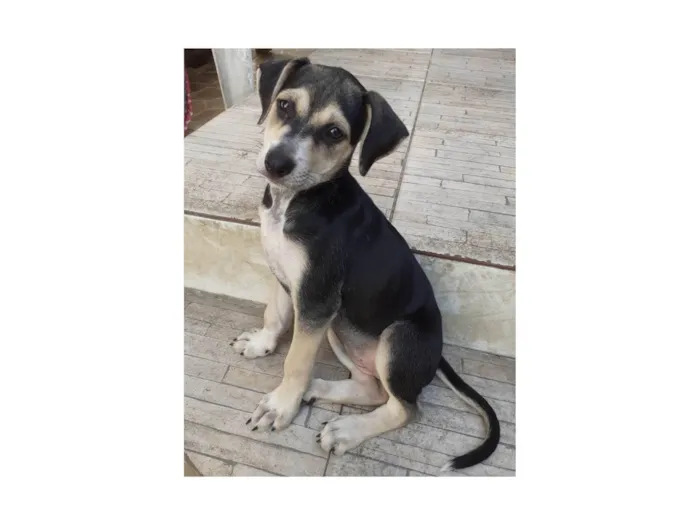 Cachorro ra a SRD-ViraLata idade 2 a 6 meses nome Tiffany