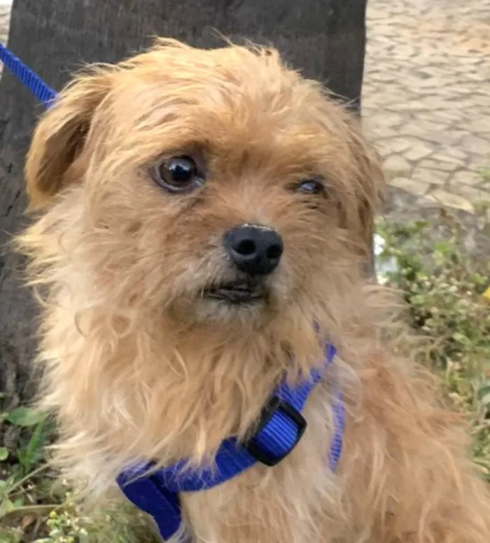 Cachorro ra a Mestico  idade 7 a 11 meses nome Tuti 