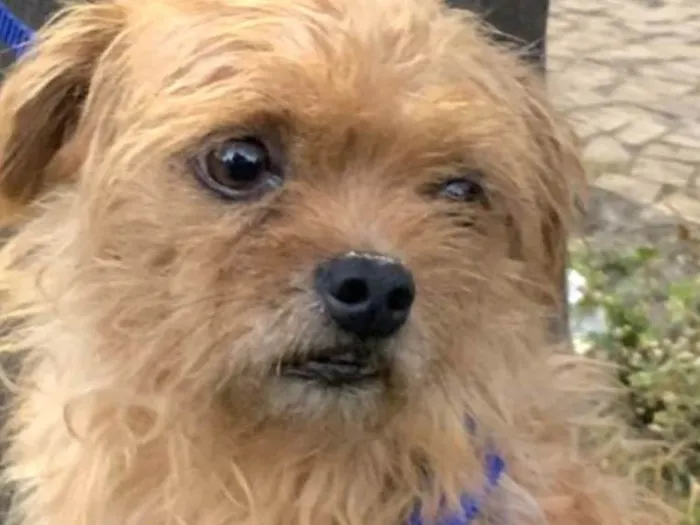 Cachorro ra a Mestico  idade 7 a 11 meses nome Tuti 