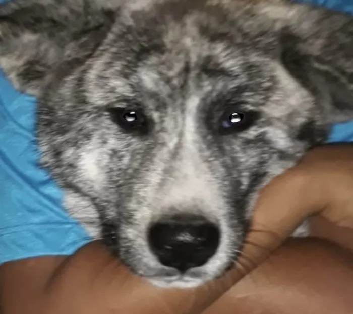 Cachorro ra a Mestico  idade 7 a 11 meses nome Eros 