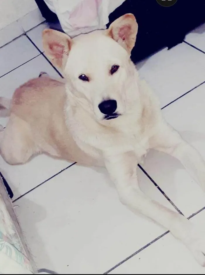 Cachorro ra a Labrador show  idade 4 anos nome Bradock