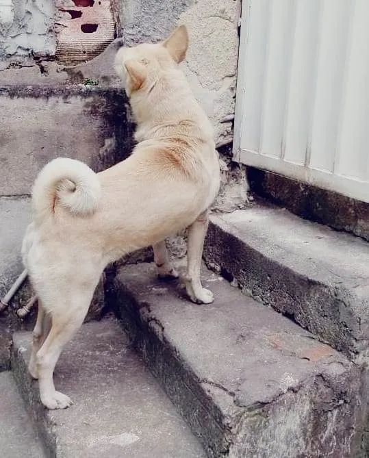 Cachorro ra a Labrador show  idade 4 anos nome Bradock