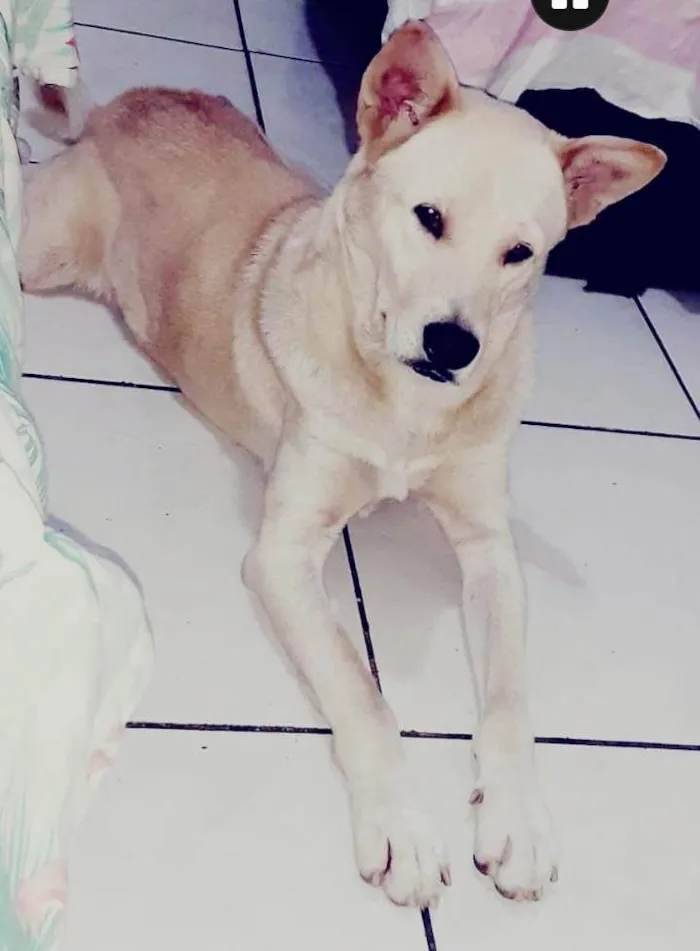 Cachorro ra a Labrador show  idade 4 anos nome Bradock