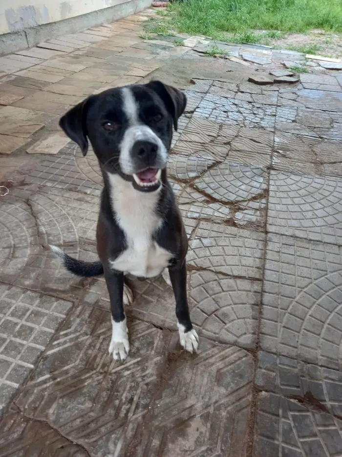 Cachorro ra a Mistura border  idade 1 ano nome Léo 